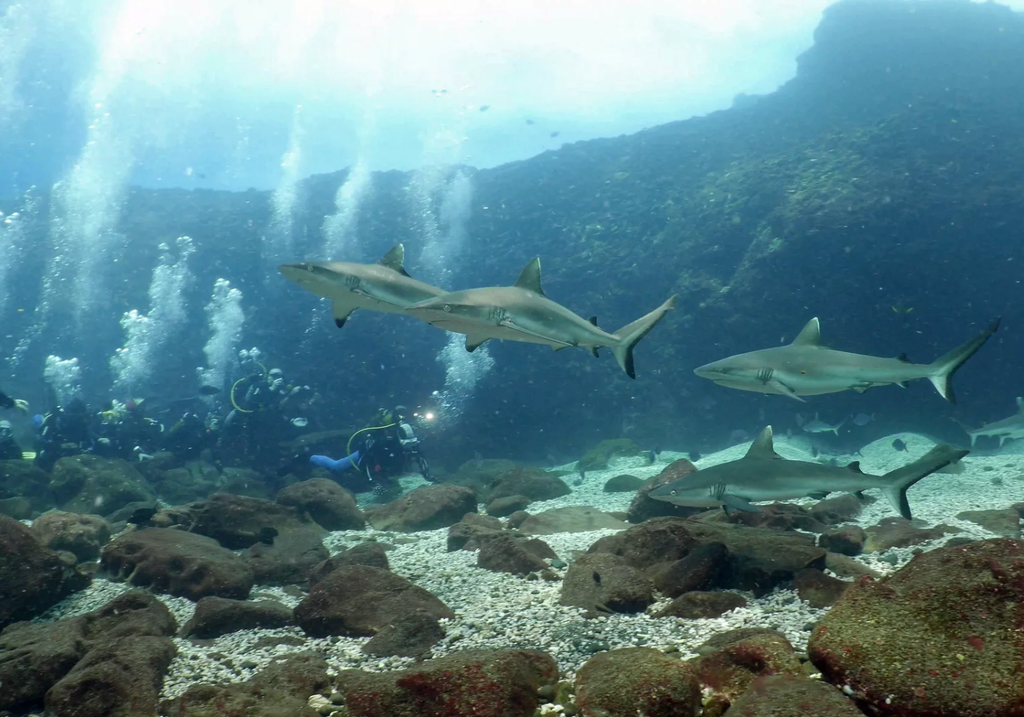 requins